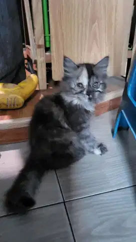 Open adopt persia khusus take all