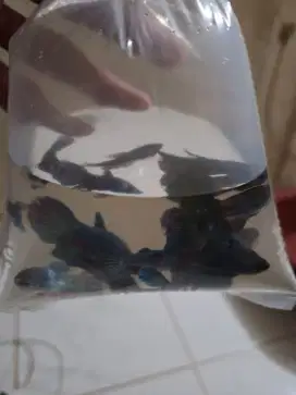 Ikan cupang besgel 1kantong isi 15ekor