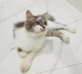 Kitten pmedium 5bulan aktif main meluku gembul bersih negoin