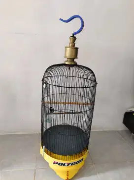 Burung gelatik batu gacor ring kaki kanan