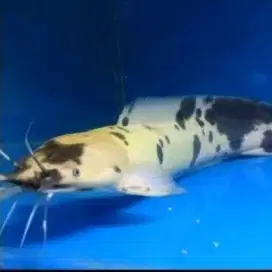 Ikan Lele tutul