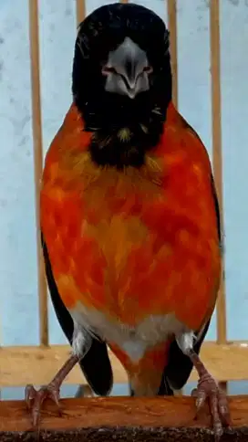 REDSISKIN GACOR KONSLET ISIAN MEWAH