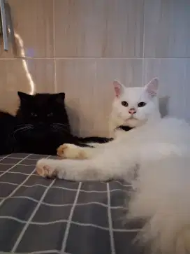 Kucing persian warna hitam dan putih