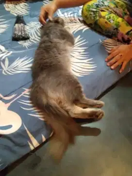 Kucing Persia jantan abu solid