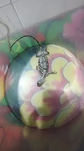 Nemu kadal pinggir jalan