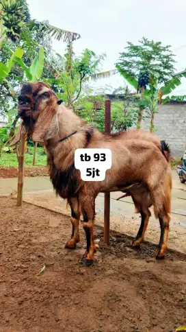 kambing qurban ternak sendiri