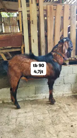 kambing qurban ternak sendiri