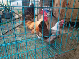 ayam kate sepasang