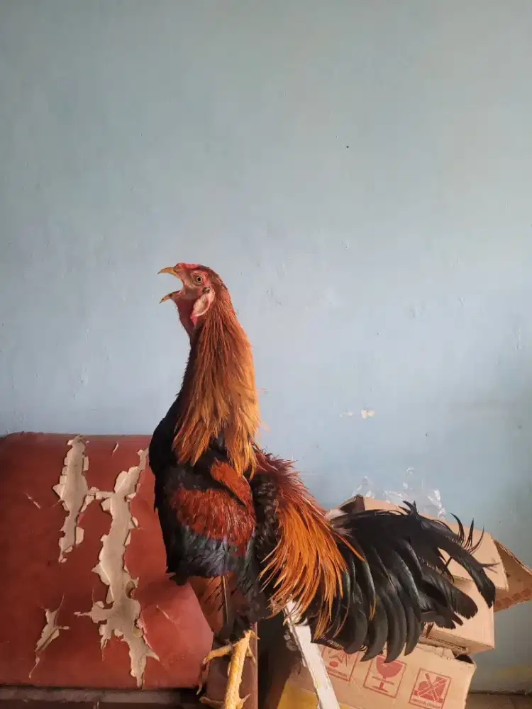 Ayam Philippine