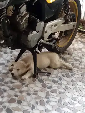 Jual anjing husky