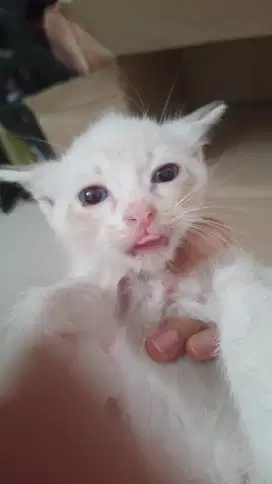 Kucing mixdome putih bermata biru