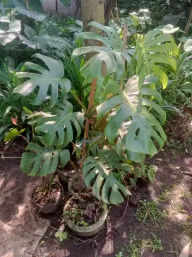 Tanaman hias pohon monstera deliciousa