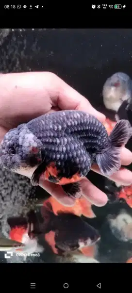 Ikan koki gold fish