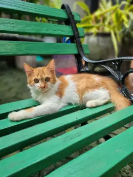 Kitten *FREE ADOPTION & GRATIS ONGKIR*