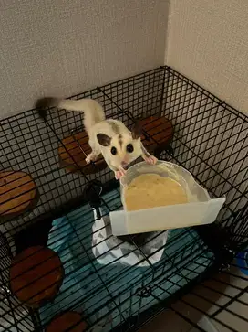 SUGAR GLIDER dijual murah