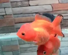 Ikan koki oranda