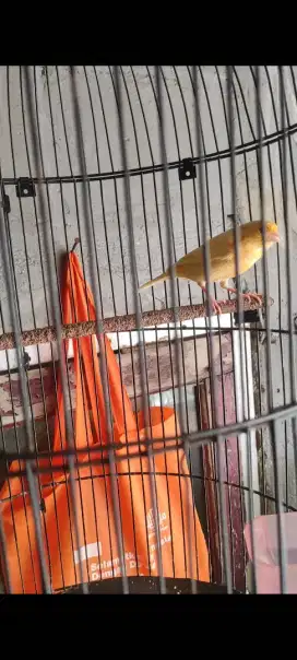Beti mapan siapan warna cerah udah buang telor