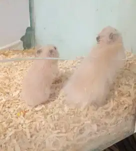 Hamster syrian cream black ear
