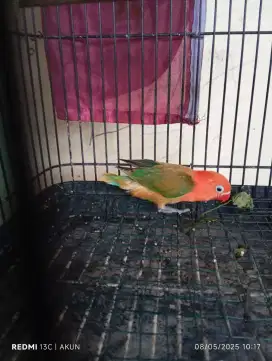 Love bird paud biola RF Ewing