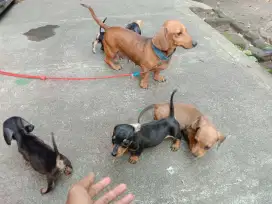 Mini tekel/dachshound