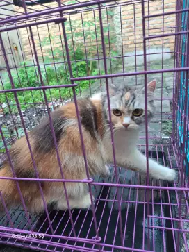 Kucing persian betina calico