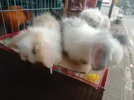 kelinci hias jenis fuzylop