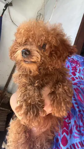 Anjing poodle tiny