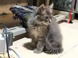Kucing kitten Persia medium jantan
