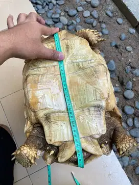 Sulcata Jantan 37 cm
