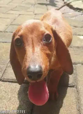 Anak anjing Mini Dachshund / Tekel, Jantan