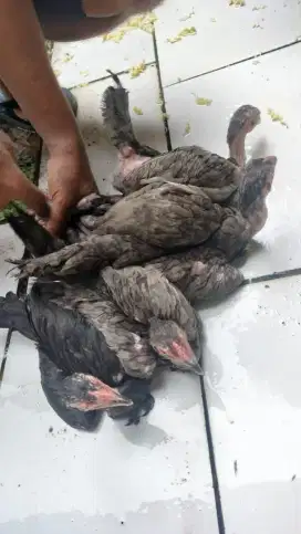 Ayam kampung calon biang 4 ekor