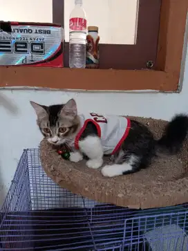 Munchkin bettina