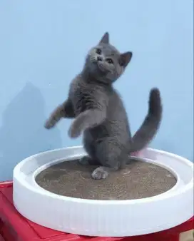 kucing kitten british shorthair 100% pure line ped