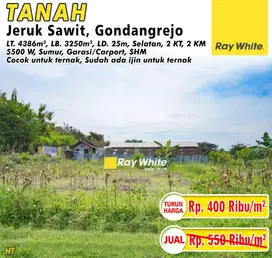 Dijual Tanah Di Gondangrejo Harga Murah Cocok Untuk Usaha Ternak