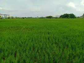 DIJUAL CEPAT TANAH SAWAH AKTIF. HARGA NEGO.