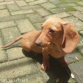Dachshund Puppy / anak anjing Tekel, Betina, warna Cream