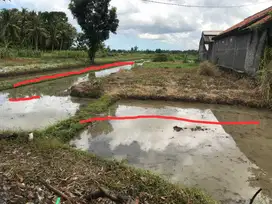 INVESTASI TANAH SAWAH MURAH DEKAT KANTOR PAJAK PRATAMA WATES.JK13365
