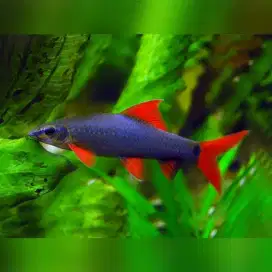 Ikan Redfin Black Sak