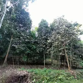 DIJUAL TANAH UNTUK INVESTASI
