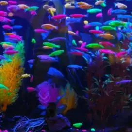 Ikan Hias Danio