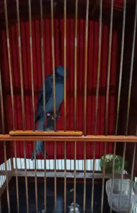 Srigunting Abu Mata Putih