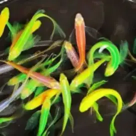 Ikan Hias Danio Slayer