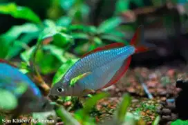 Ikan Rainbow Peacock