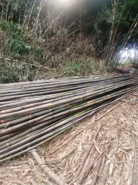 Jual Bambu bamboo