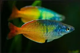 Ikan Rainbow Bosemani