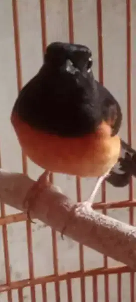 Burung murai batu Medan pastol