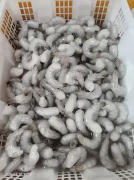Udang PTO Size XL/Kg