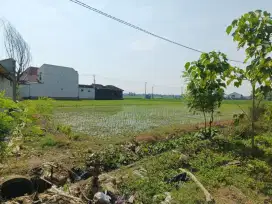Sawah di Mojolaban, Sukoharjo