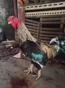 Ayam jantan dan betina