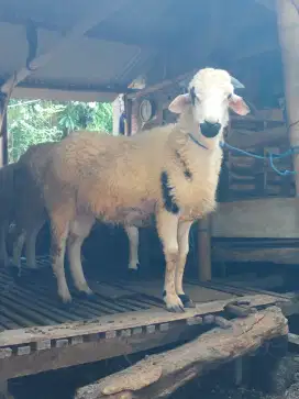 Kambing Qurban gemuk
